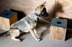 A detection K9 makes a find!
