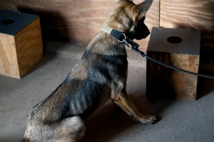 A detection training session in progress