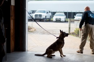 A detection K9 and handler