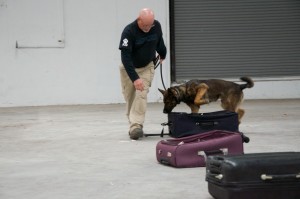 Drug and bomb detection teams are employed in airports and on aircraft