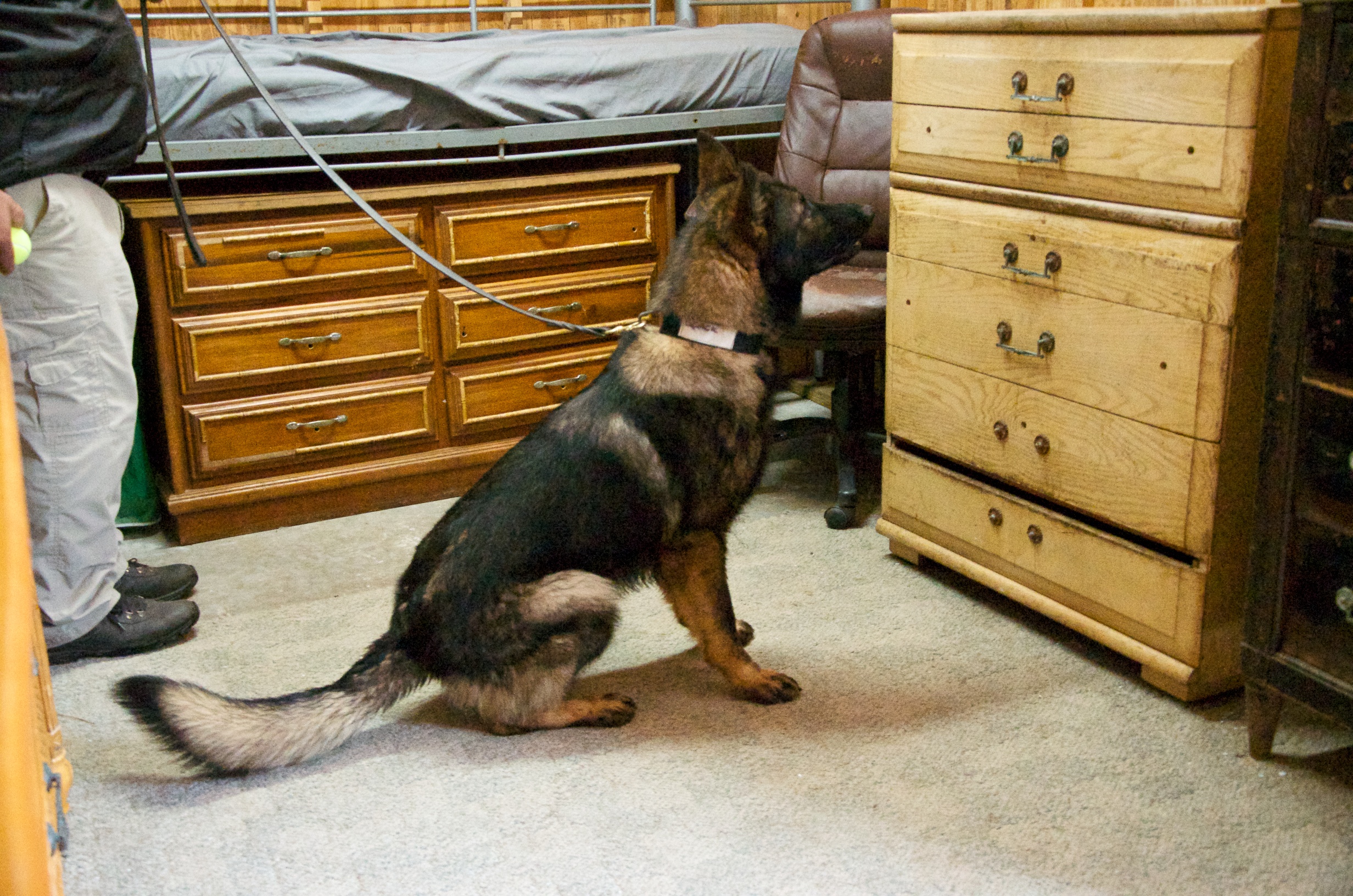 Drug detection dogs easily pick up traces of narcotics in closed drawers