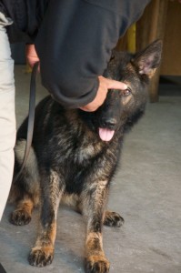 A detection K9 listens to her handler