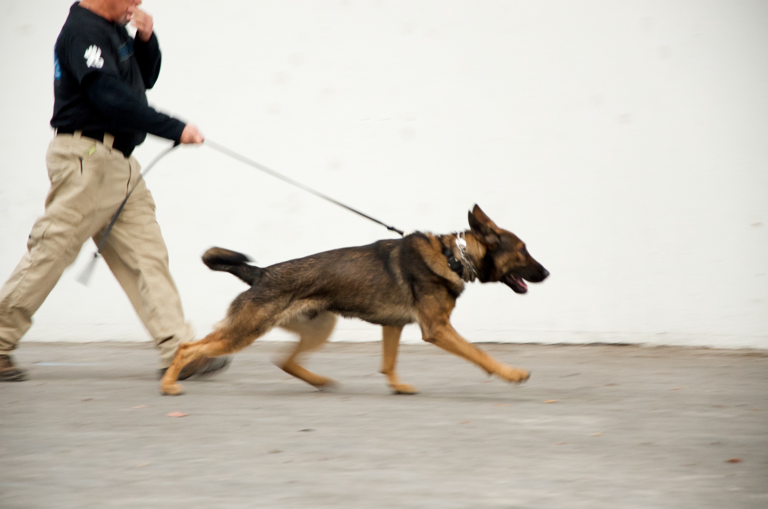 A bomb detection K9 hard at work