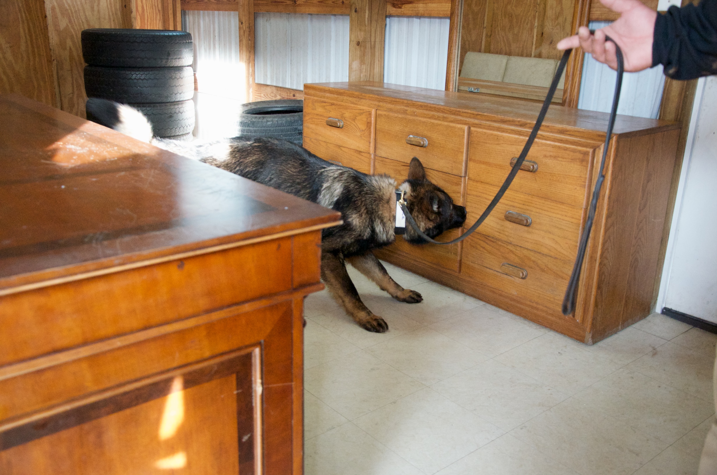 A drug detection dog inspecting a chest of drawers