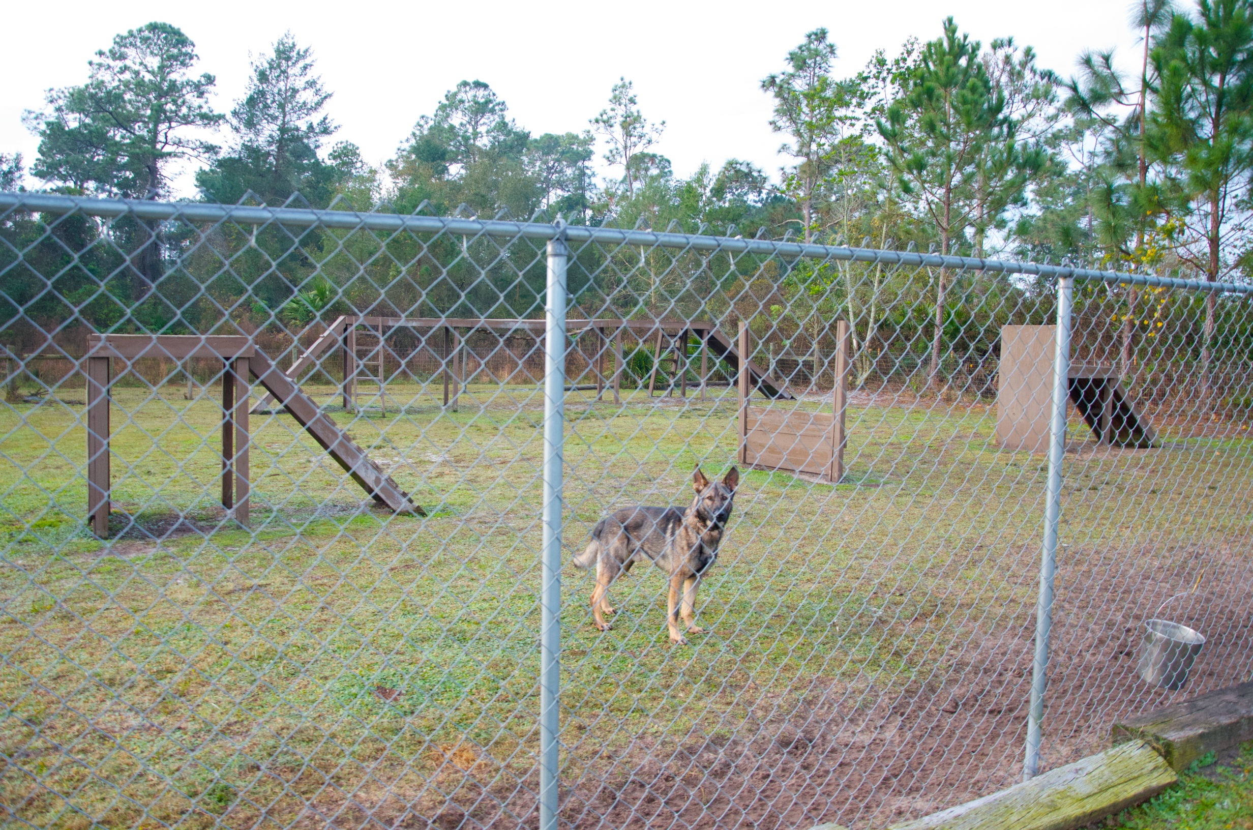 Our facility has a great K9 obstacle training course