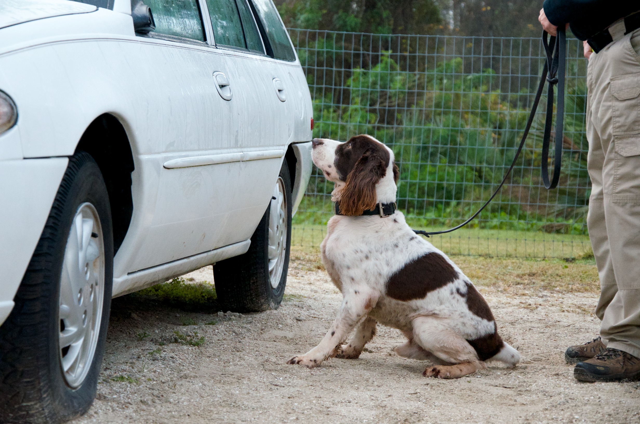 A detector dog site to alert to a find