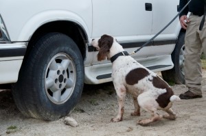 A bomb detection K9 team searching for explosives