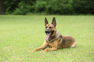 One of our favorites, the Belgian Malinois is a top dog in the line of detection work!